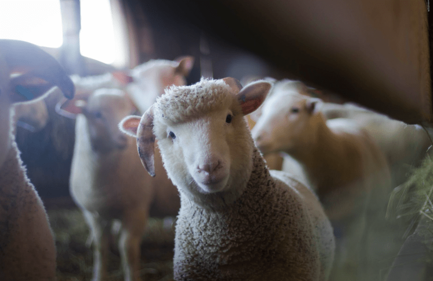 A lição importante da parábola da ovelha perdida