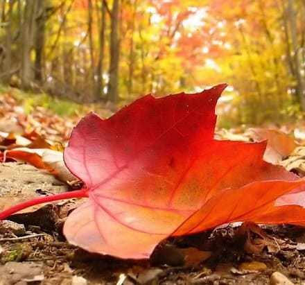 Não cai uma folha da arvore se Deus não permitir está na Bíblia