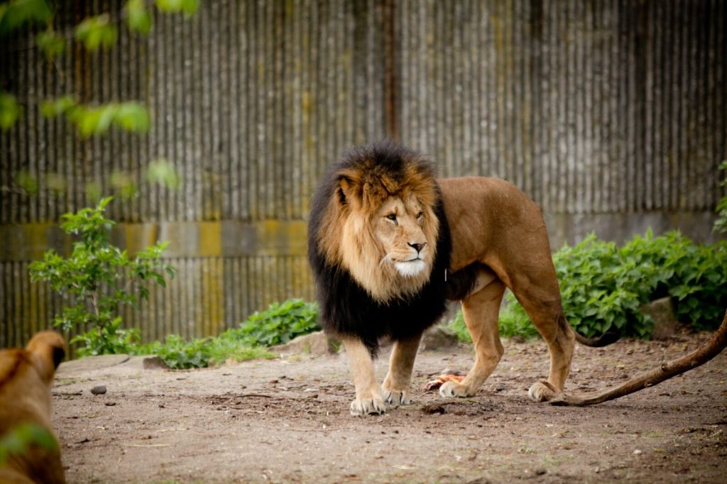 Porque o Leão simboliza Deus?