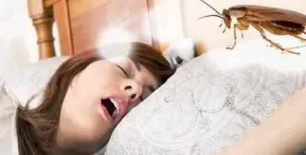 Sonhar com Barata Segundo a Bíblia: O que Significa?