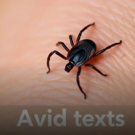 O que significa sonhar com carrapato? Entenda seus simbolismos