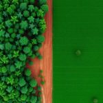 Pedreiro realiza sonho de gravar louvor antes de falecer Perda Recorde de Florestas Tropicais em 2024: A Verdade do Desmatamento