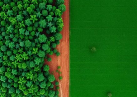 Perda Recorde de Florestas Tropicais em 2024: A Verdade do Desmatamento Perda Recorde de Florestas Tropicais em 2024: A Verdade do Desmatamento