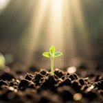 Semente de mostarda brotando com luz divina.