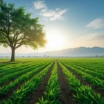 Por que Moisés não entrou na terra prometida? Campo fértil com árvore robusta sob céu esperançoso, simbolizando a multiplicação.